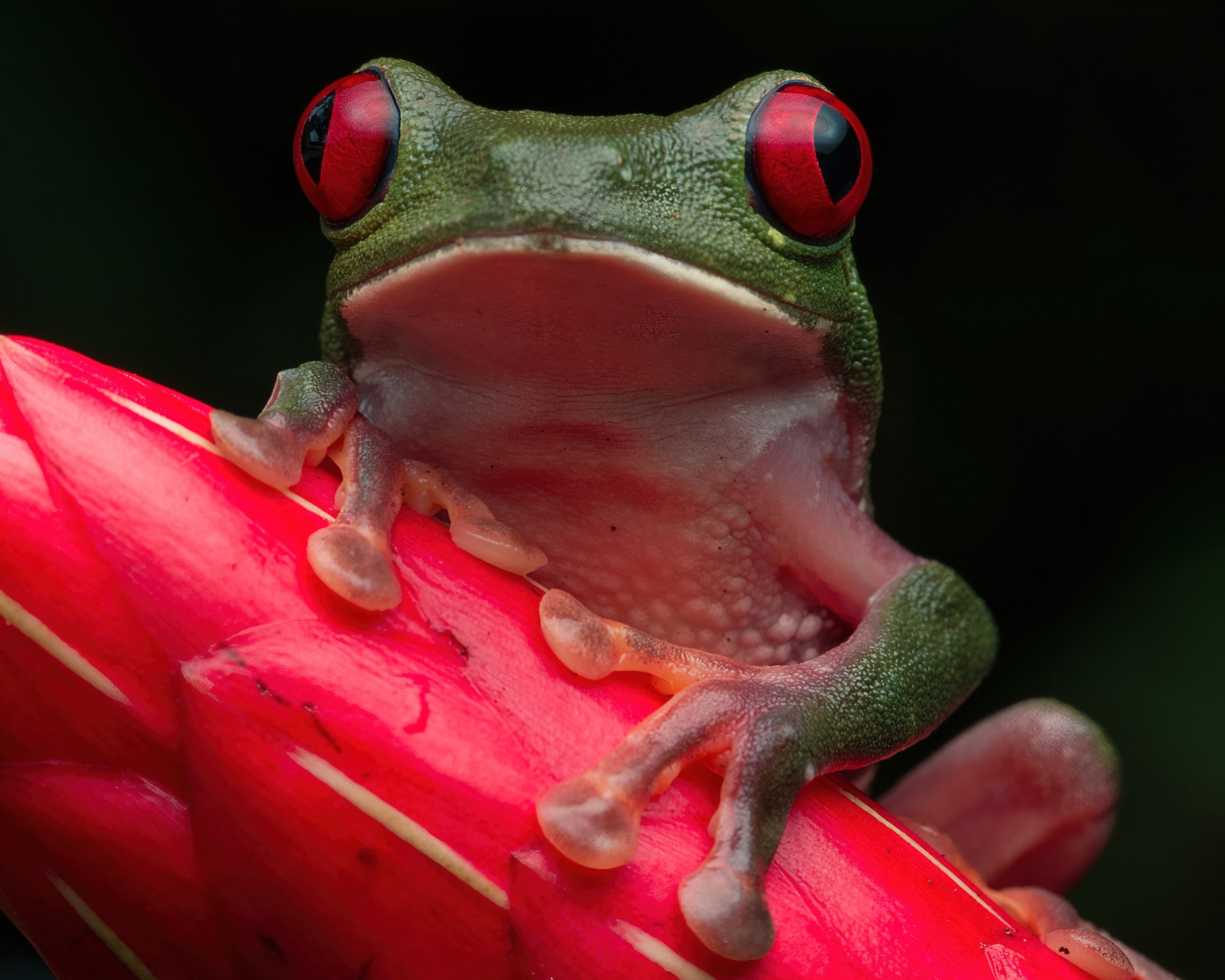 Red-eyed Tree Frog 5610-TPZ-3BCG.jpeg