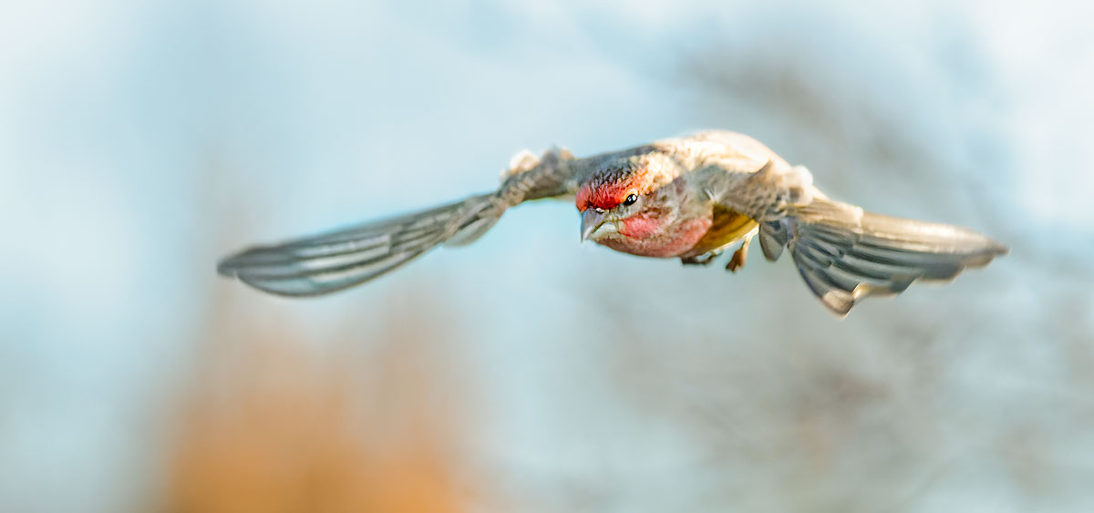 red-finch-flight-2.jpg