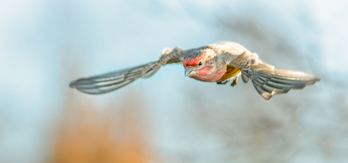 red-finch-flight.jpg