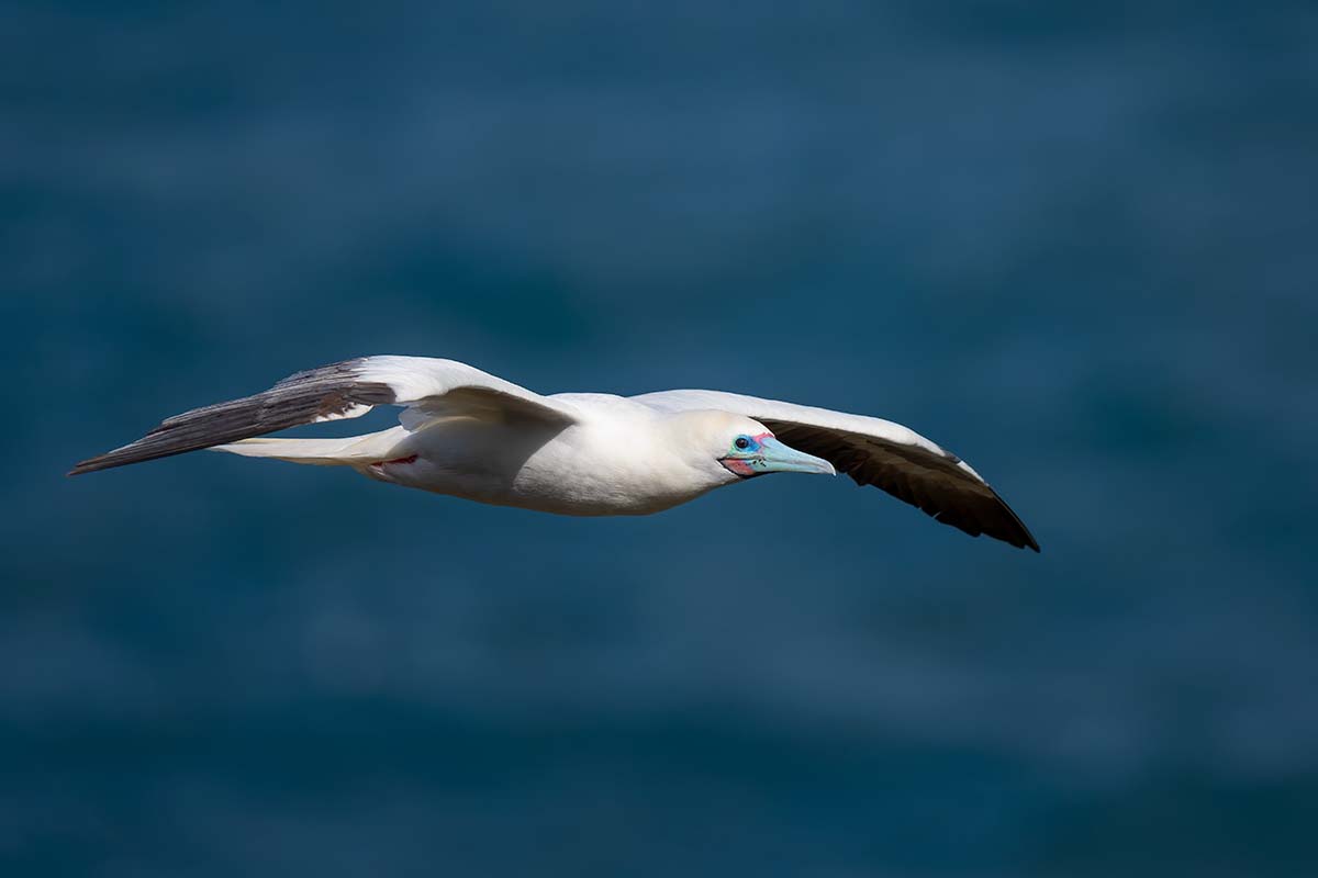 Red Footed Booby BCG DSC_2877.jpg