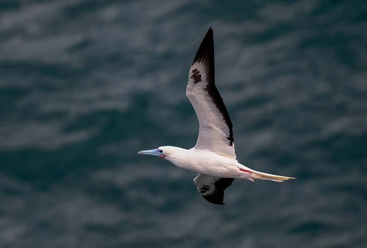 Red Footed Booby BCG DSC_2933.jpg