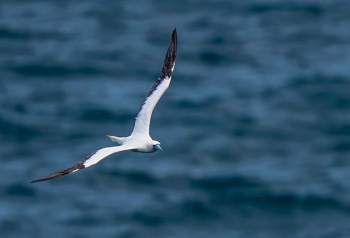 Red Footed Booby BCG DSC_2938.jpg