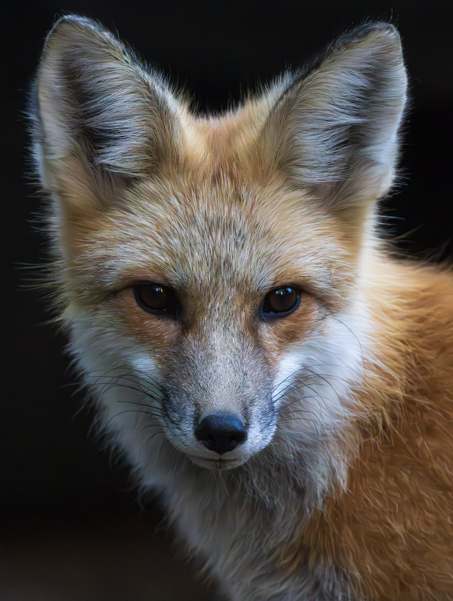 Red Fox@Glenn Turner Cabin MT-4112.NEF LRC Enhanced-NR85.dng-2.JPG