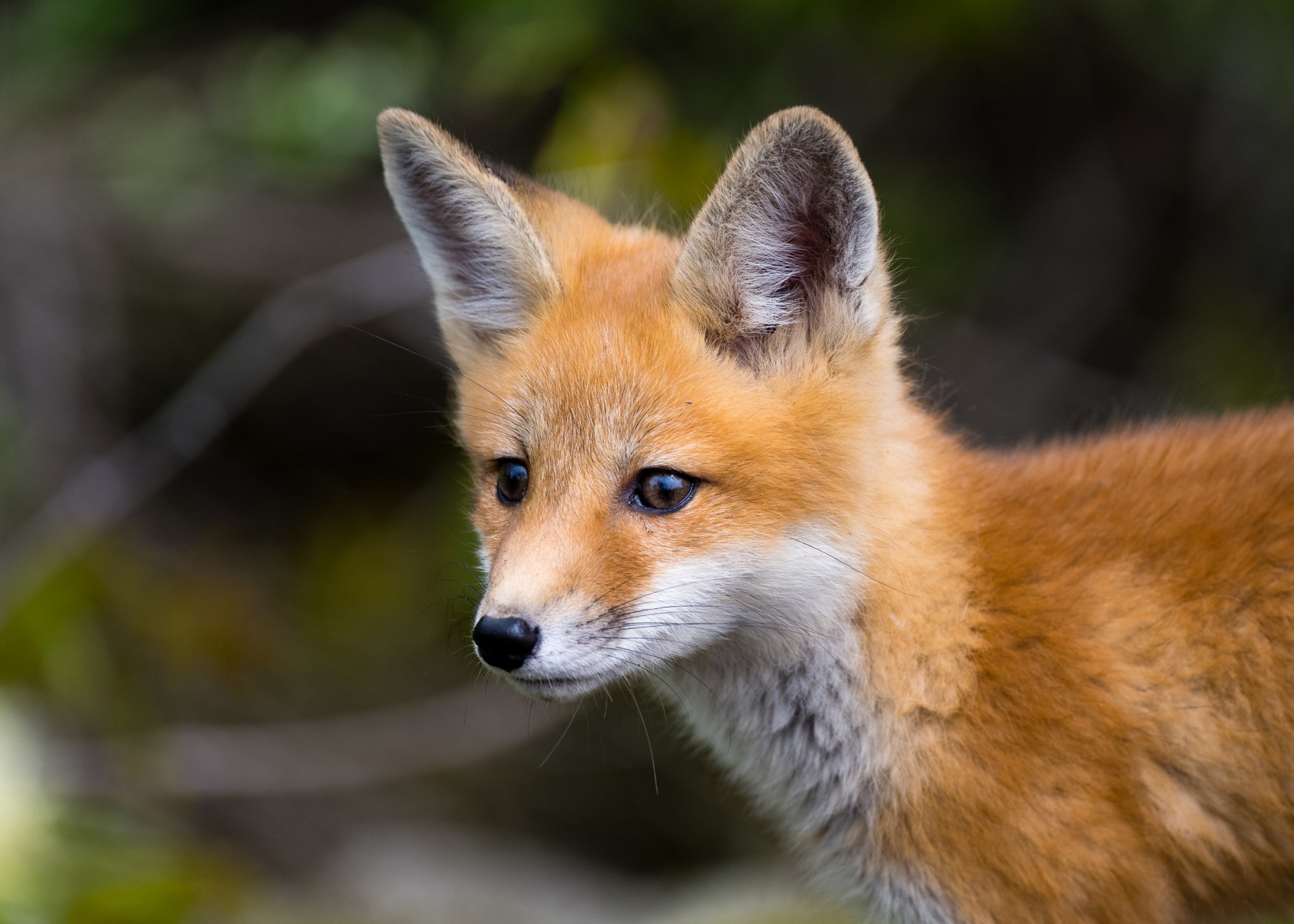 Red Fox Magee Marsh-1-3.jpg