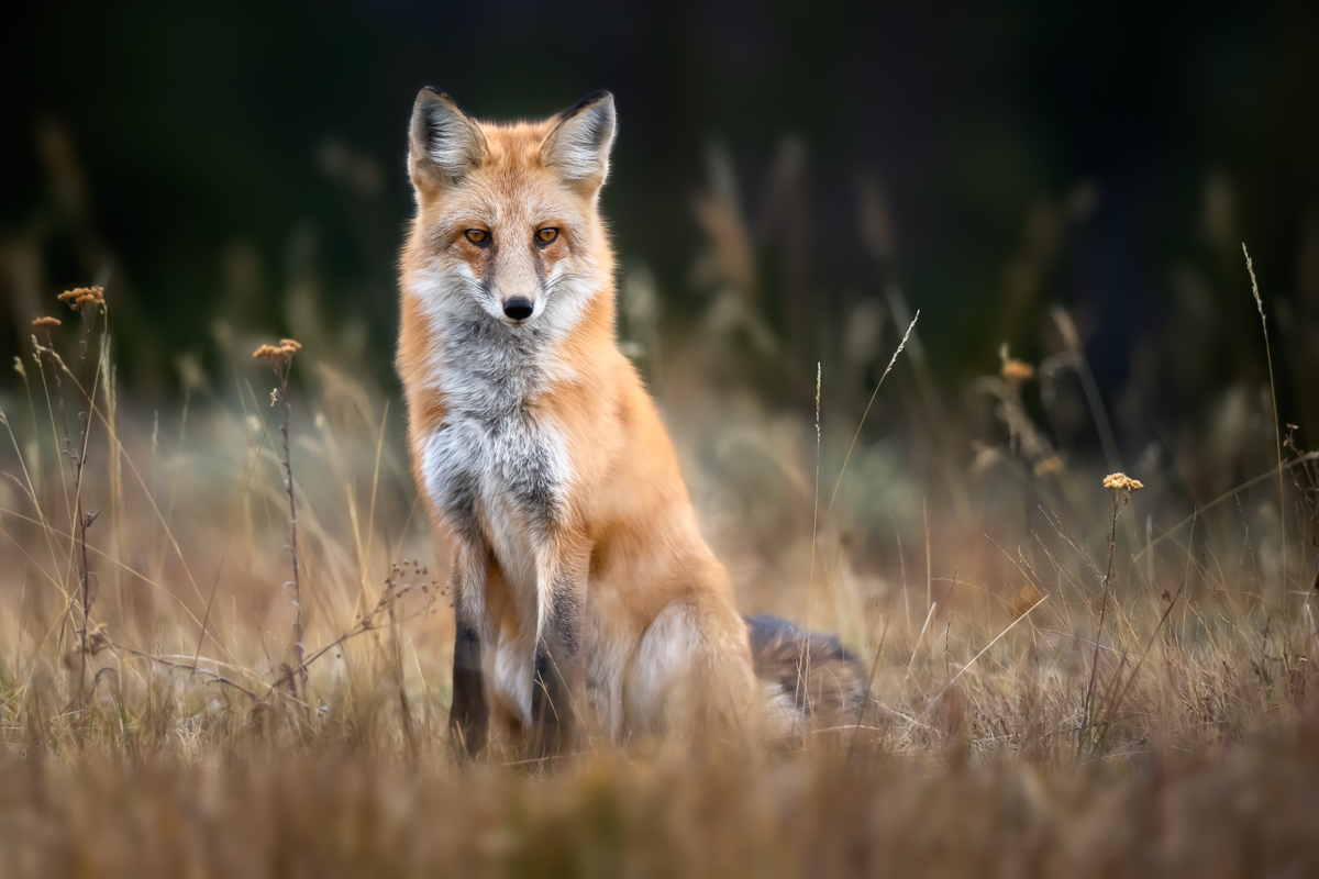 red-fox-sitting.jpg