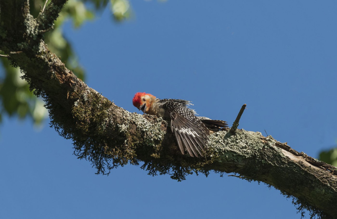 Red Head Woodpecker 01_1650.jpg