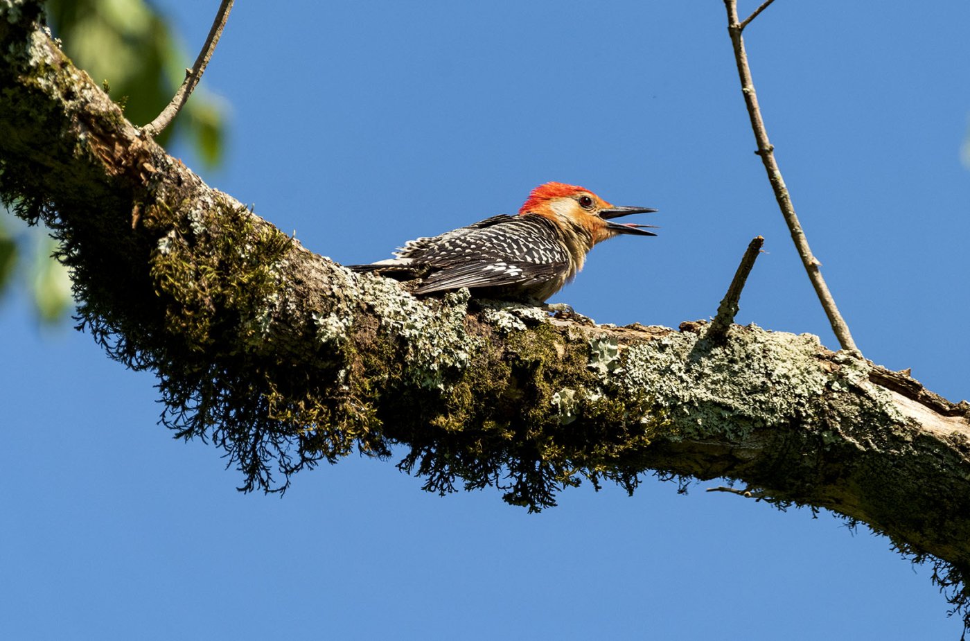 Red Head Woodpecker 02_1650.jpg