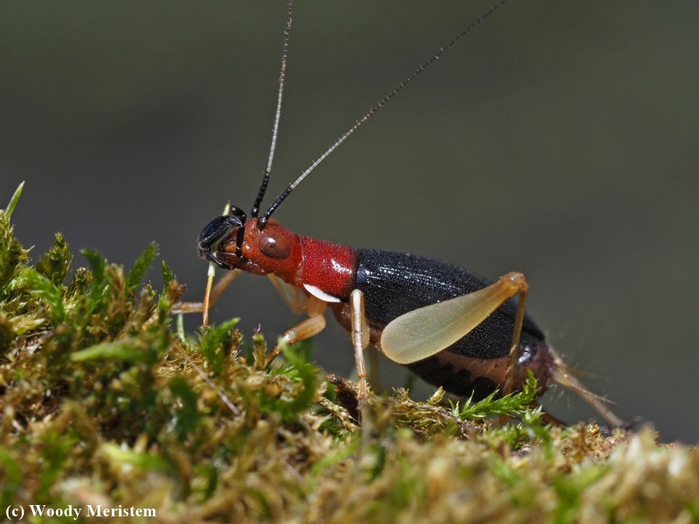 Red-headed Bush Cricket.JPG