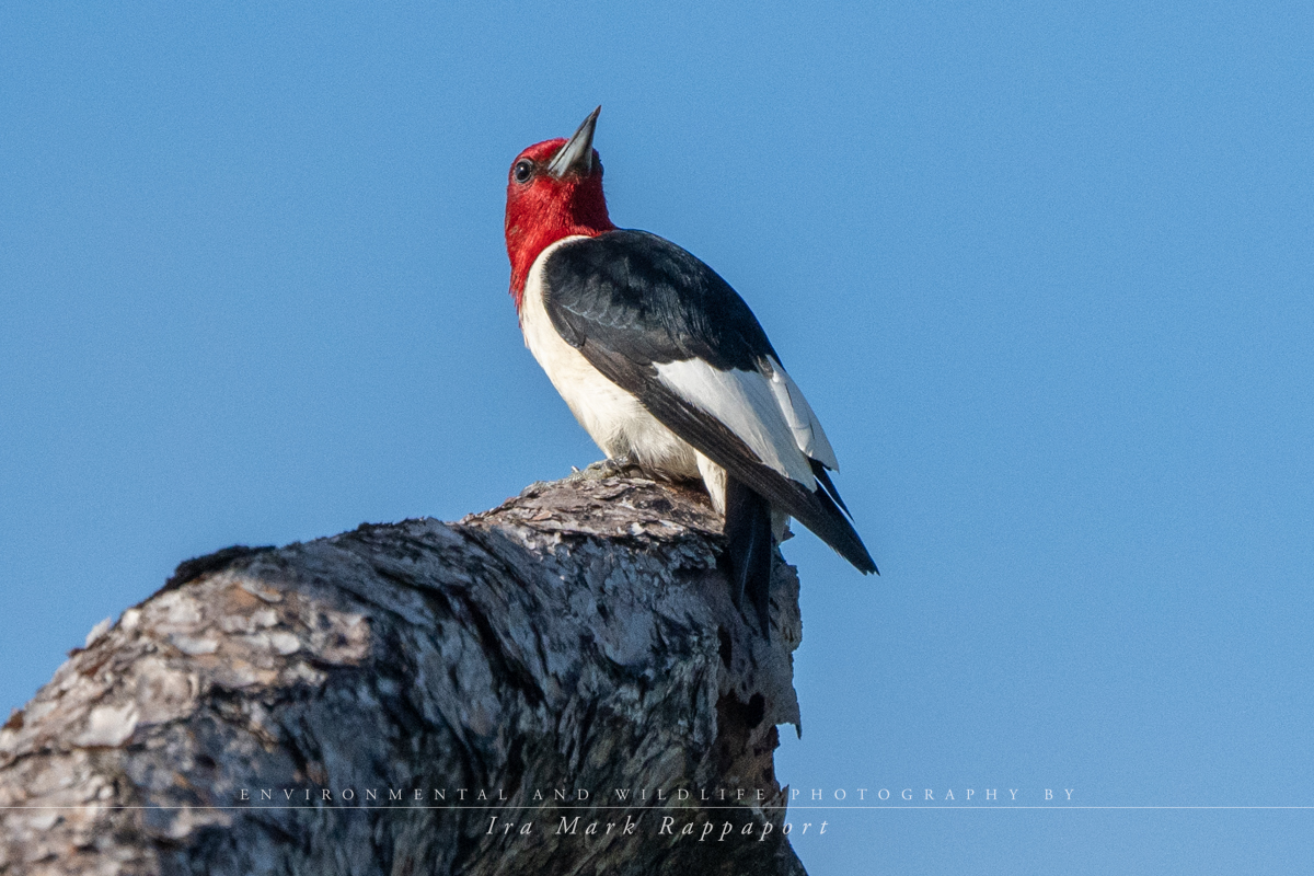 Red-headed Woodpecker 1.jpg
