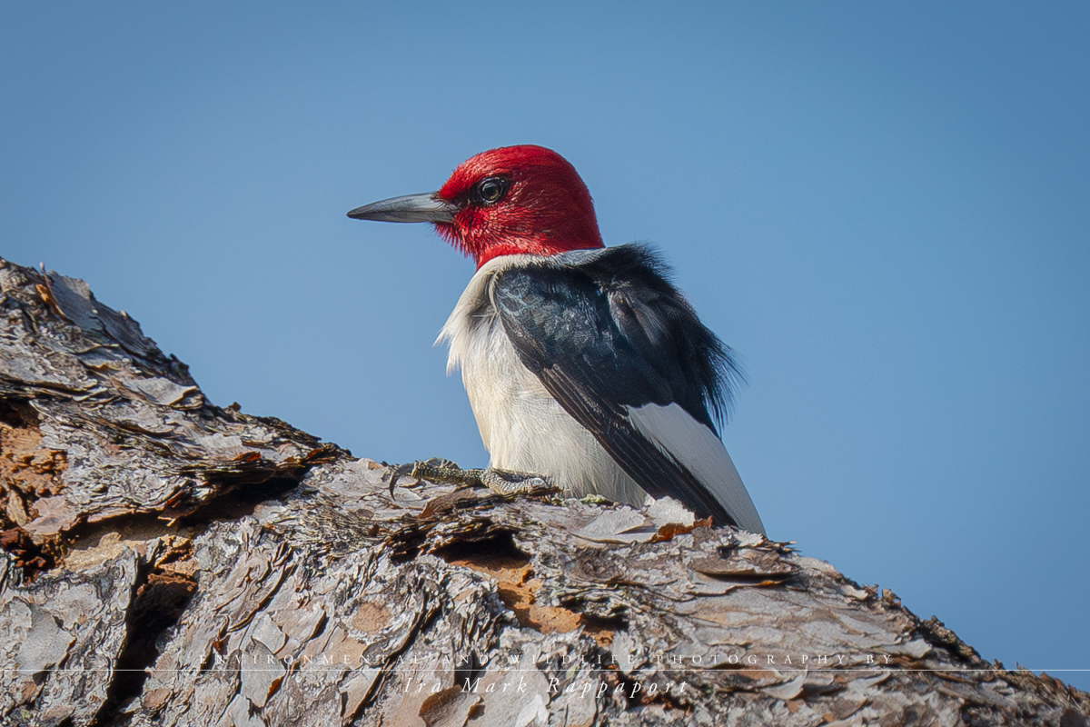 Red-headed Woodpecker-2.jpg