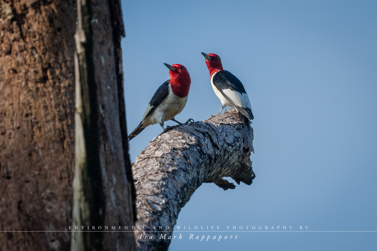 Red-headed Woodpecker-3.jpg