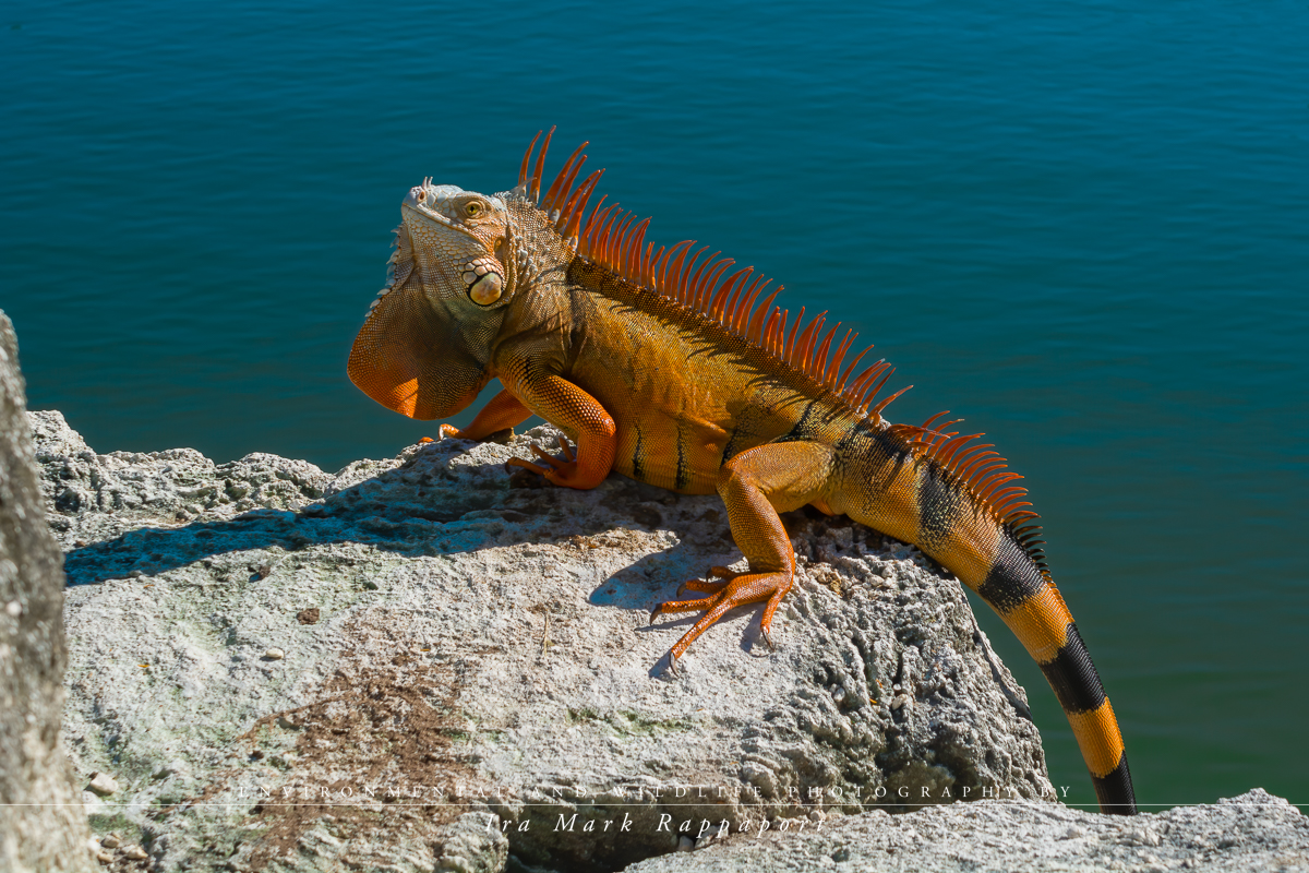 Red Iguana.jpg