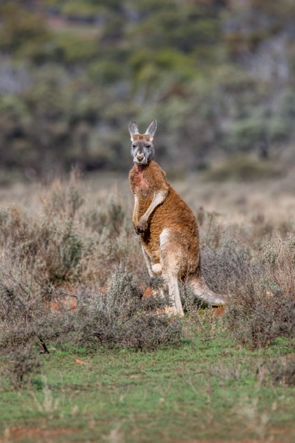 red kangaroo (1 of 1).jpeg