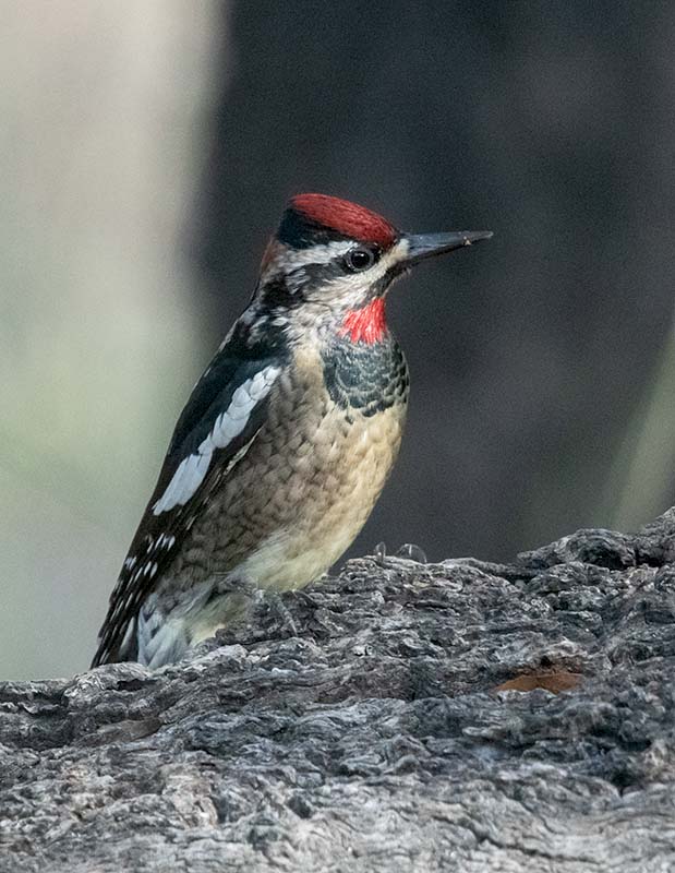 Red-naped Sapsucker  Coronado  850_491910192020.jpg