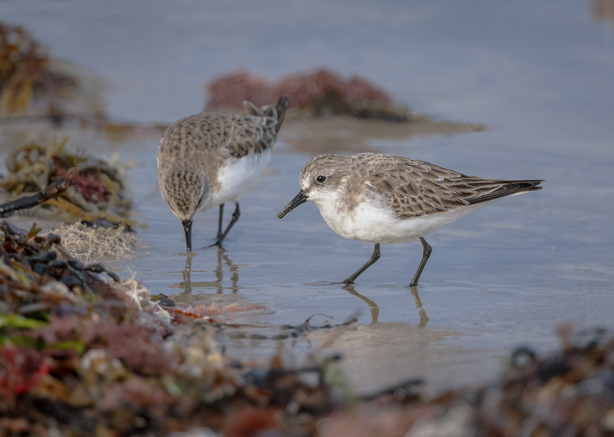 Red-necked Stints_Pair Feeding.jpg