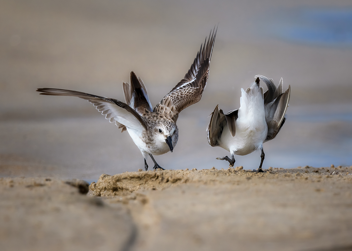 Red-necked Stints_Threatening.jpg