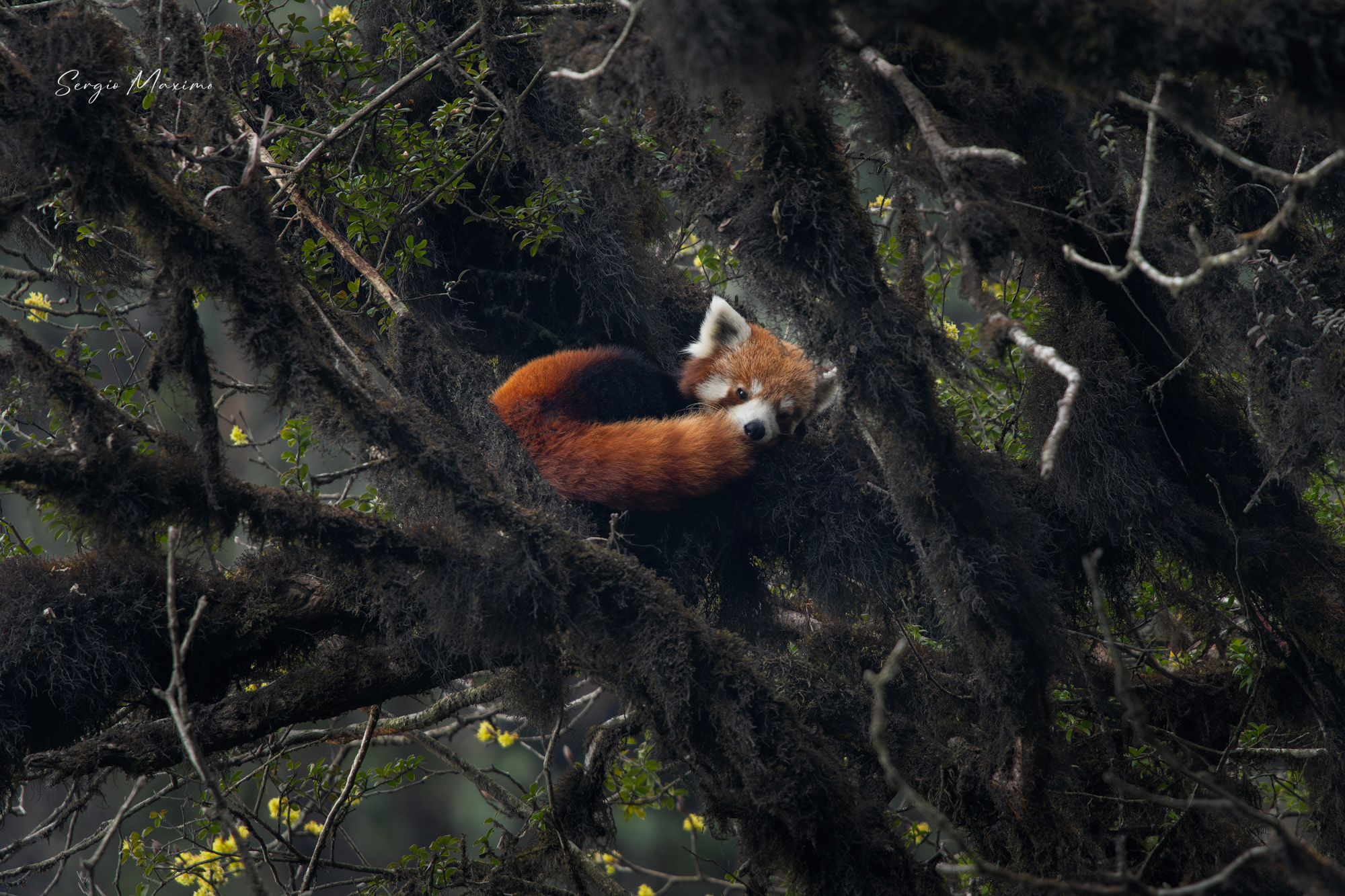 Red Panda 79.jpg