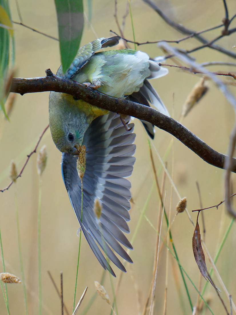 Red-rumped Parrot f feeding 11360 hd-1.jpg