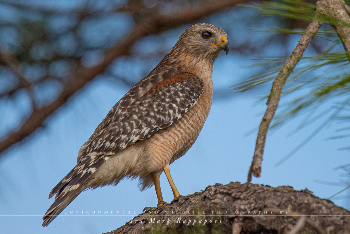 Red Shoulded Hawk.jpg