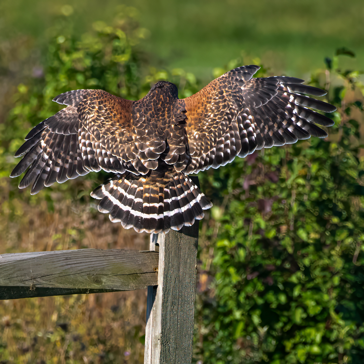 Red Shouldered Hawk 2 10 Oct 24.jpg