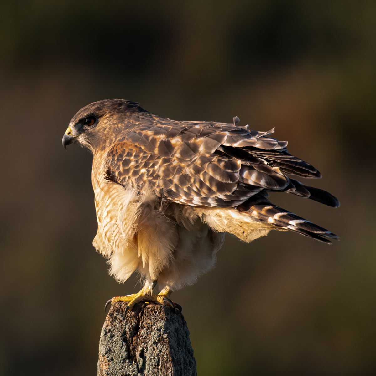 Red Shouldered Hawk 3 10 Oct 24.jpg