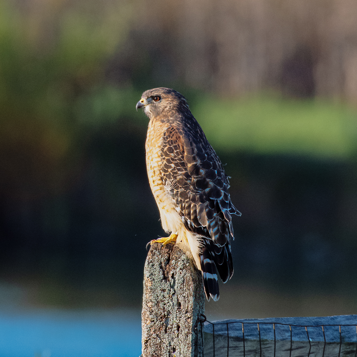 Red Shouldered Hawk 4 10 Oct 24.jpg