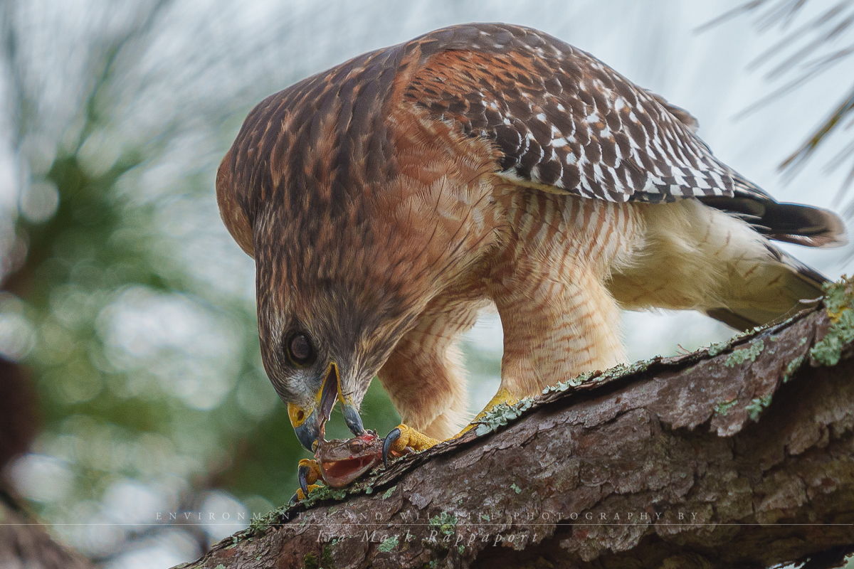 Red-shouldered Hawk eating a frog.jpg