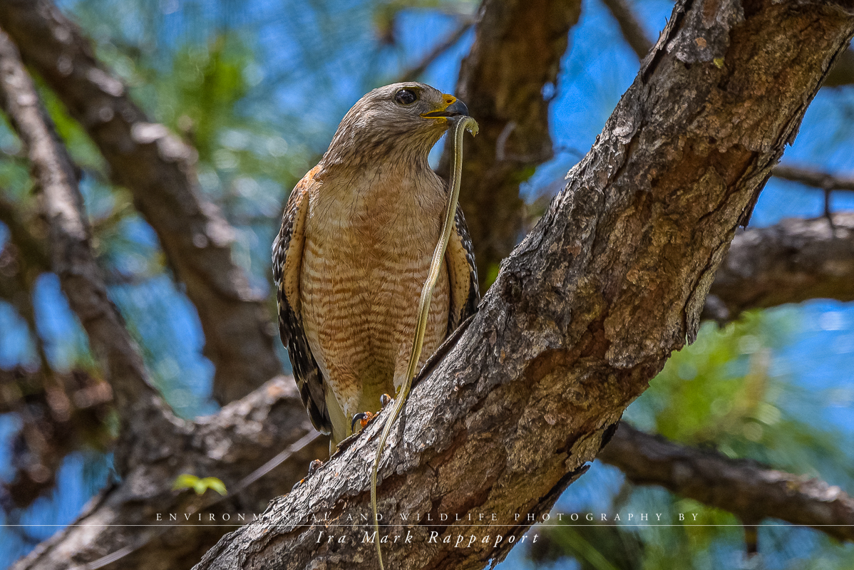 Red Shouldered Hawk.jpg