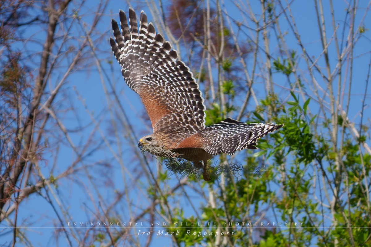 Red-shouldered Hawk.jpg