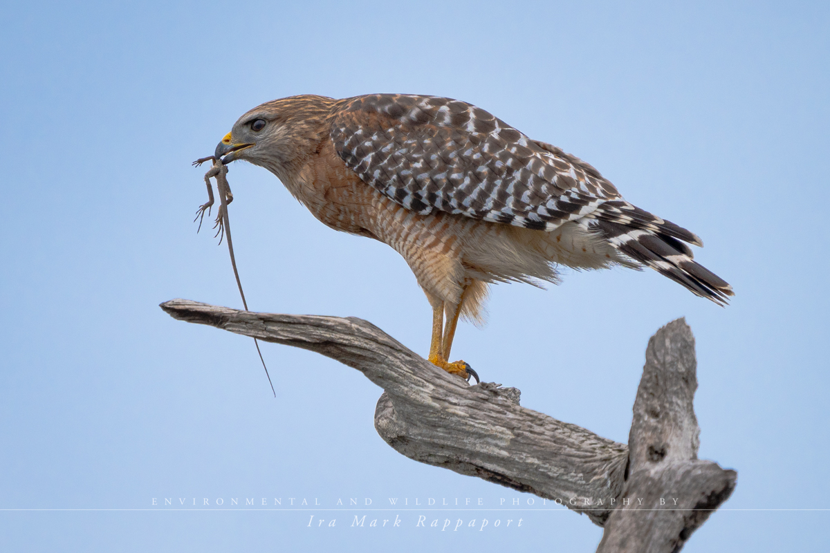 Red-shouldered Hawk with a lizard.jpg