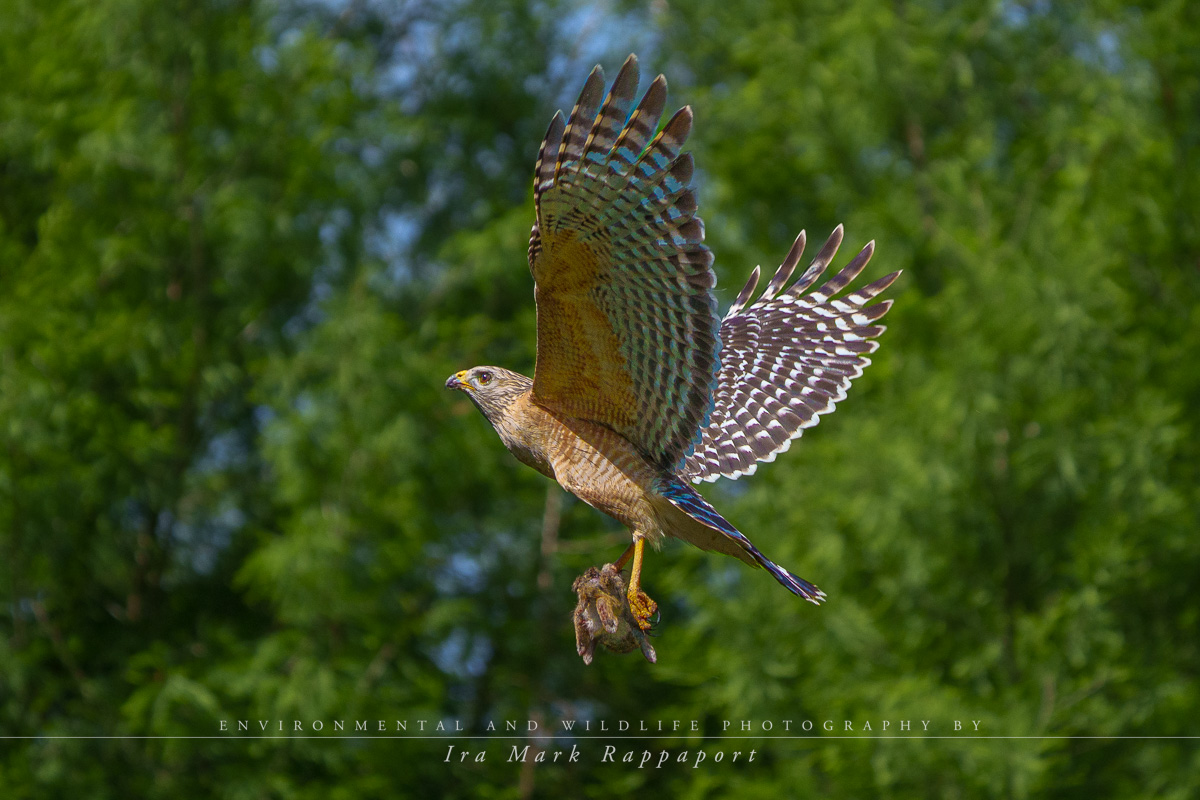 Red-shouldered Hawk with its prey.jpg