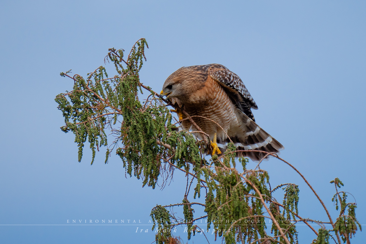 Red-shouldered Hawk with nesting material 1-2.jpg