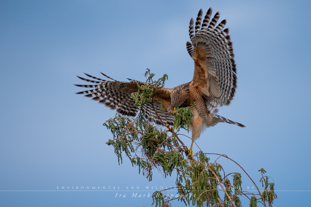 Red-shouldered Hawk with nesting material 2.jpg