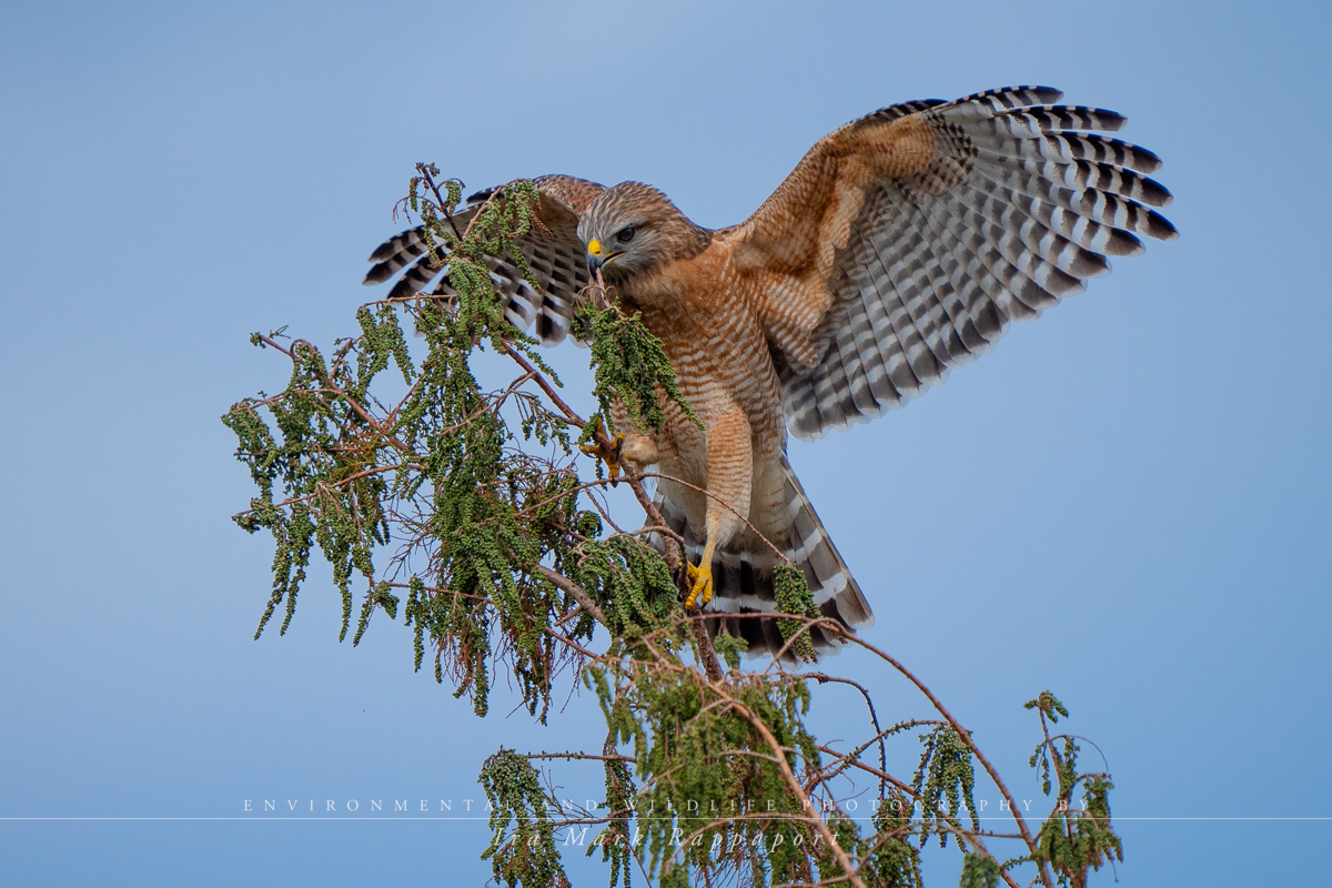 Red-shouldered Hawk with nesting material 3.jpg