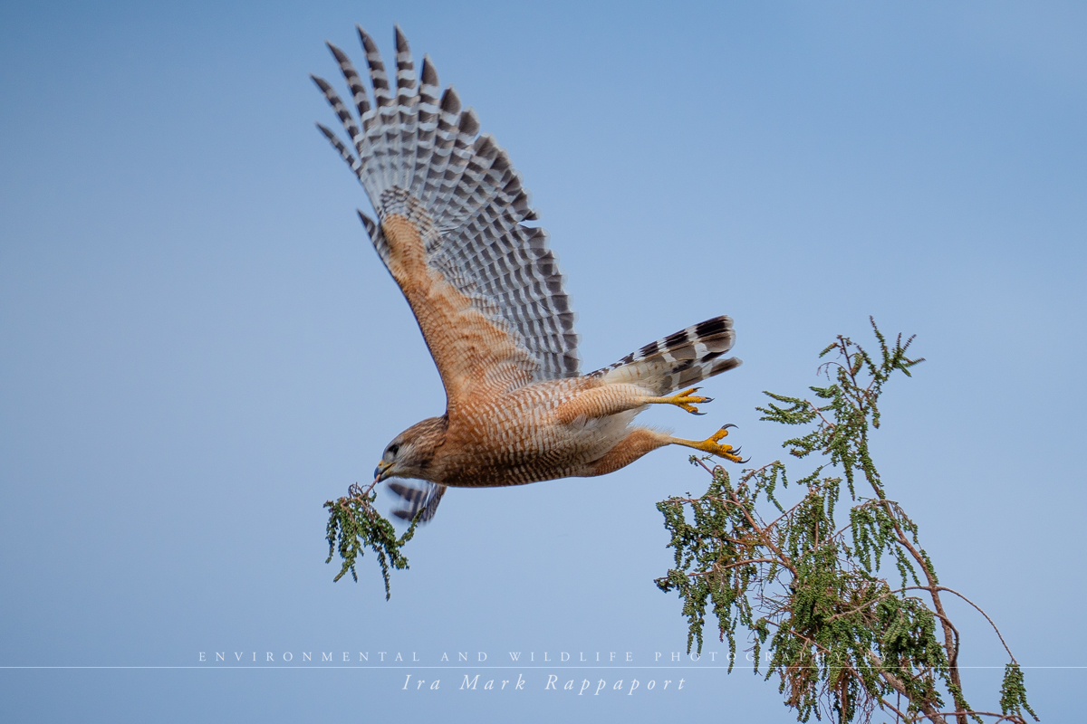 Red-shouldered Hawk with nesting material 4.jpg