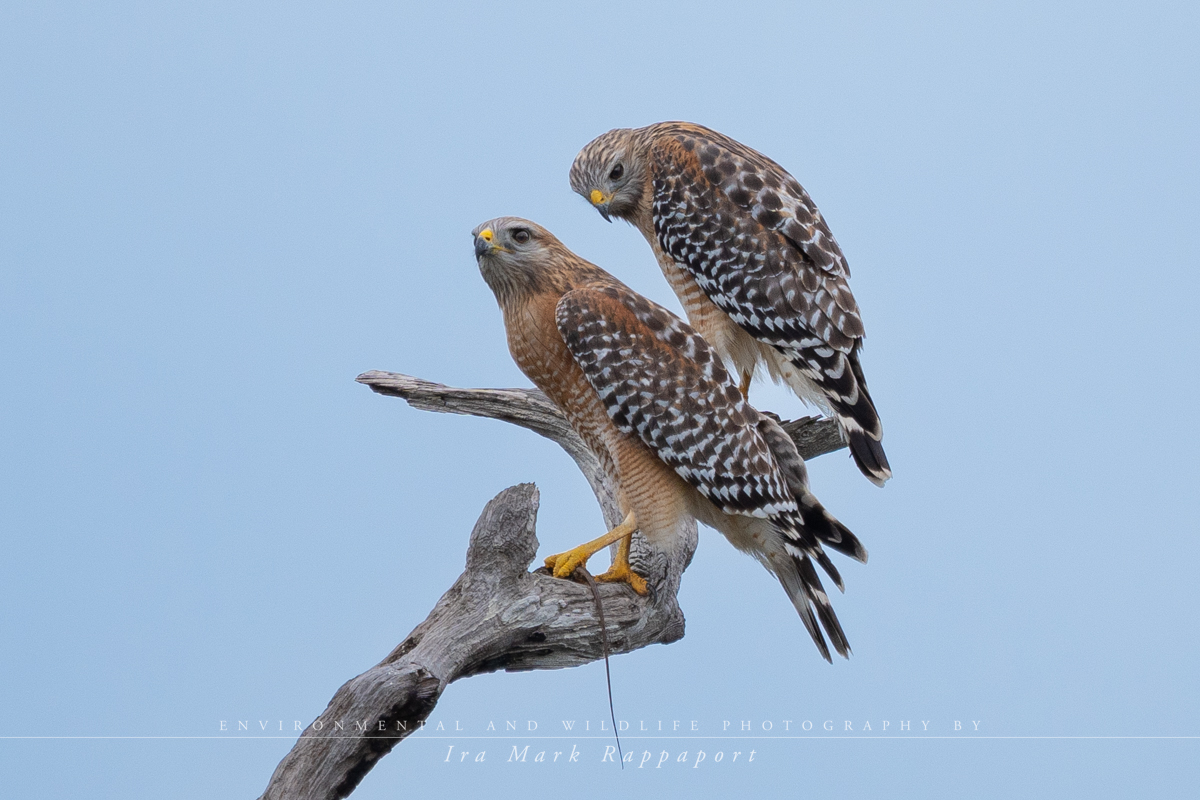 Red-shouldered Hawks.jpg