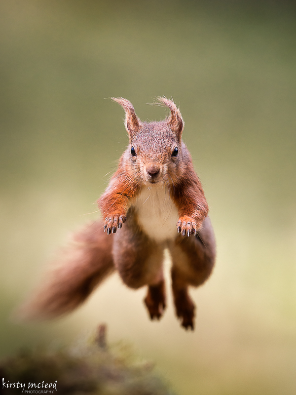 red squirrel 2-.jpg
