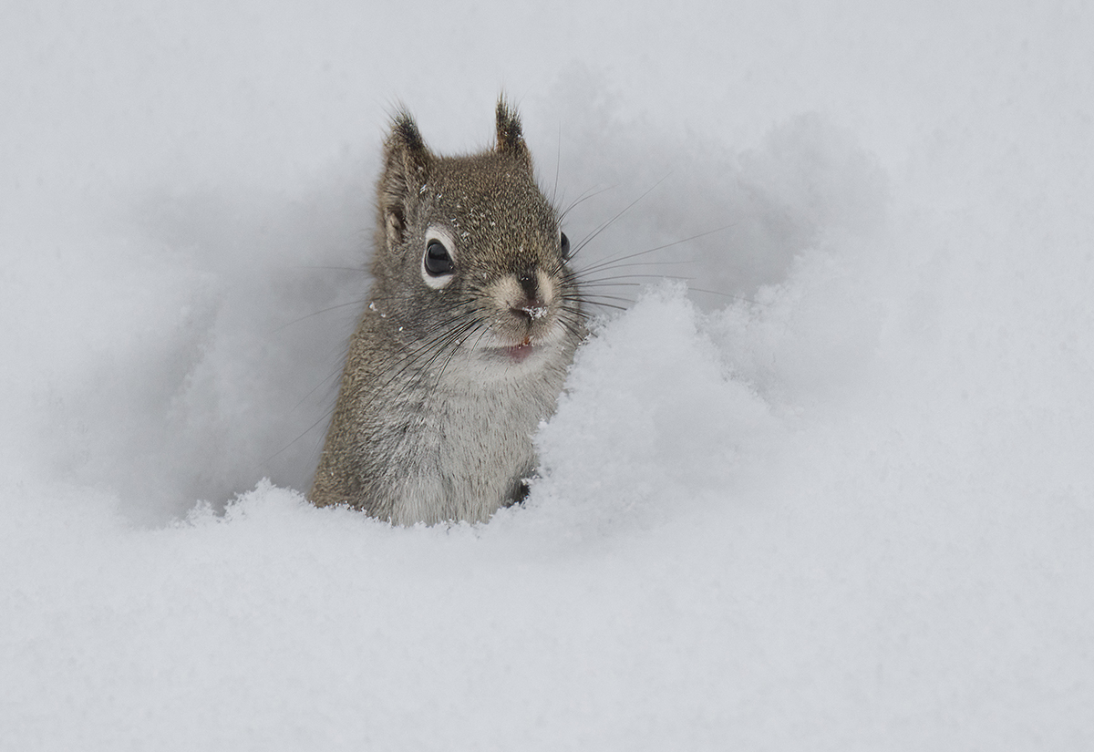 Red Squirrel coming out of snow tunnel 6773.jpg