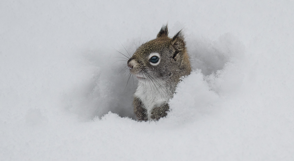 Red Squirrel coming out of snow tunnel 6775.jpg