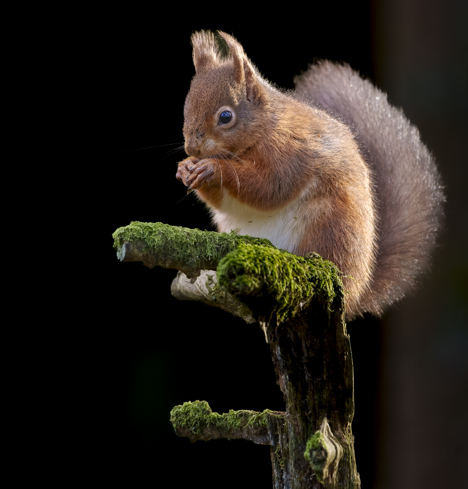 Red Squirrel on Black.jpg