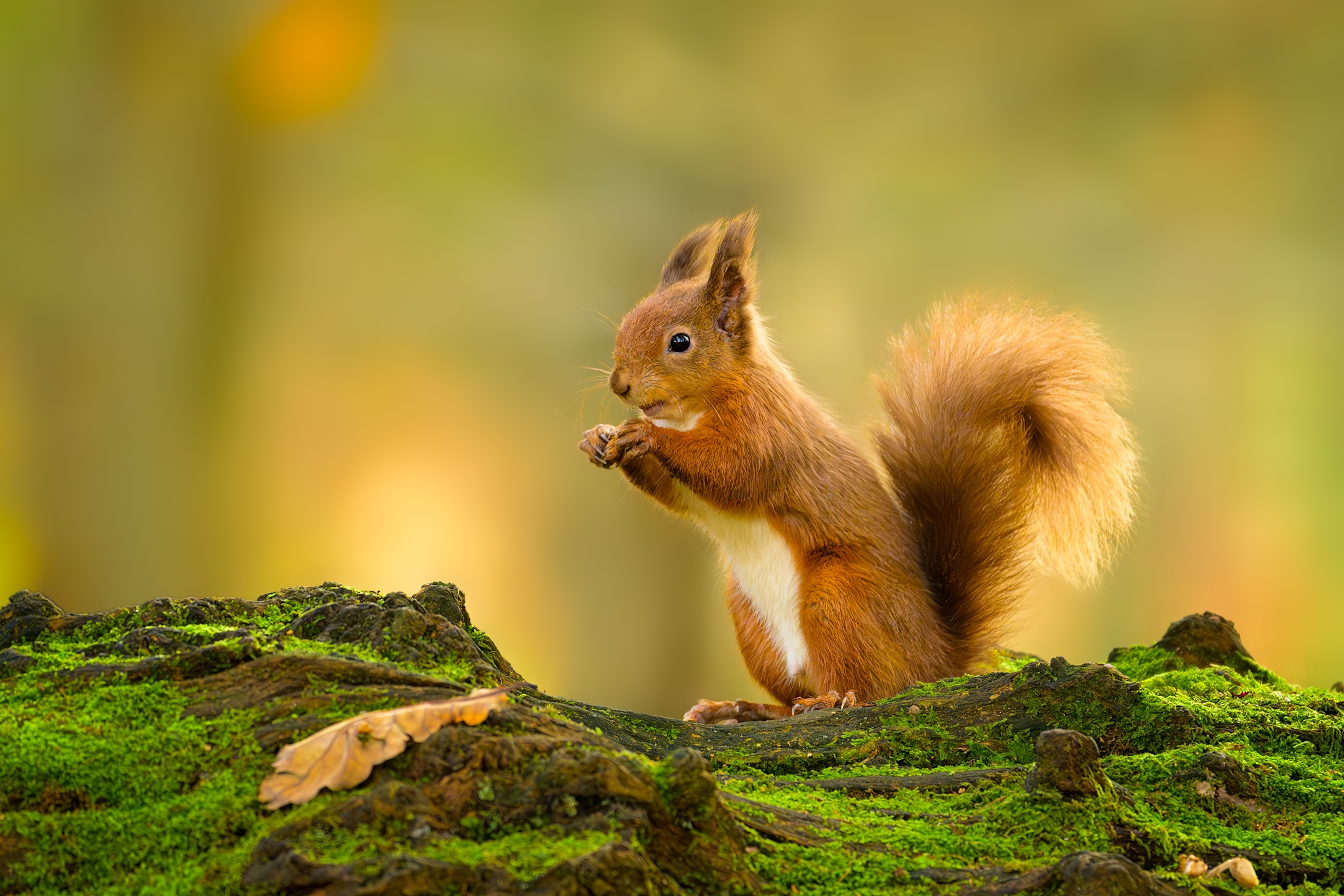 Red Squirrel (Sciurus vulgaris).jpg