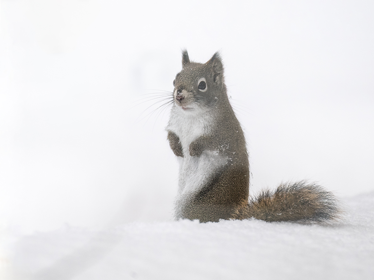 Red Squirrel upright in snow 6798.jpg