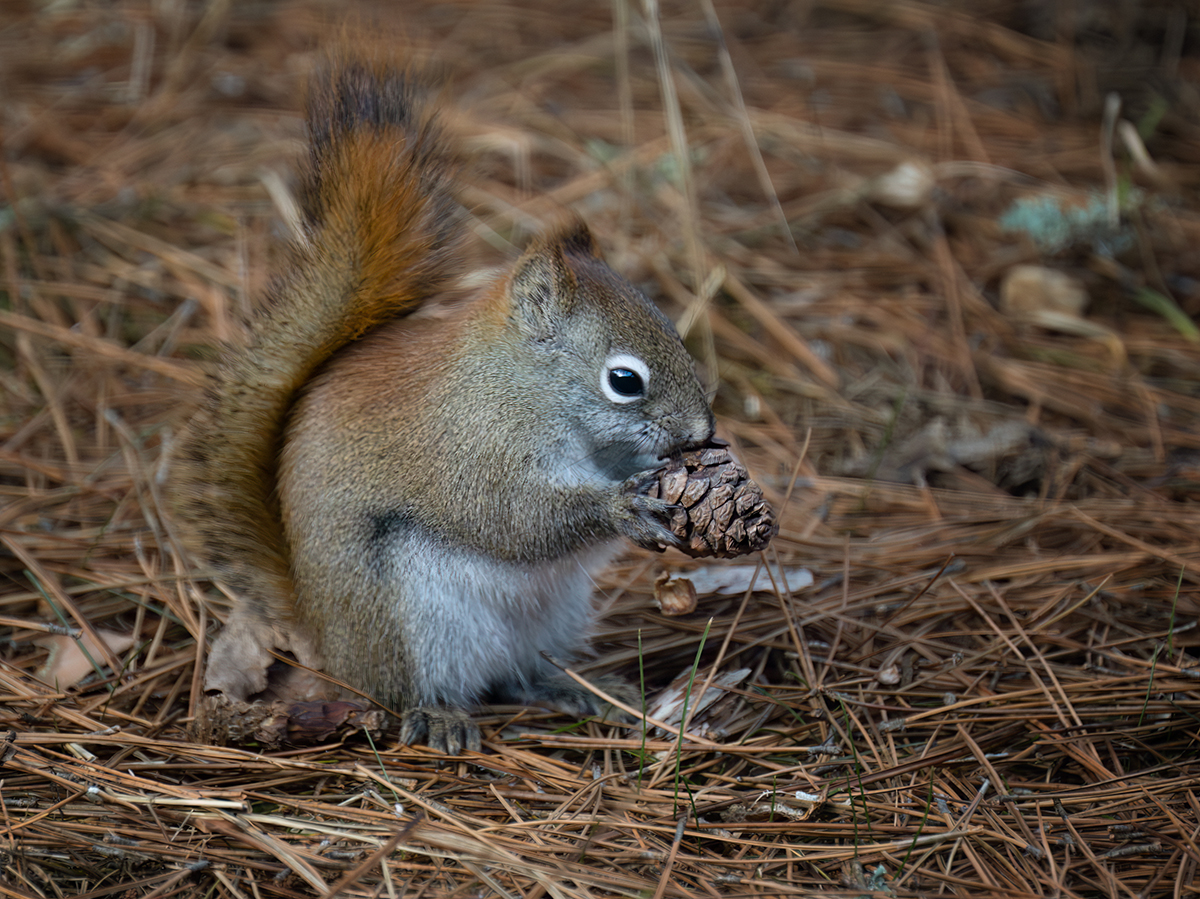 Red squirrel with pine cone 5309.jpg