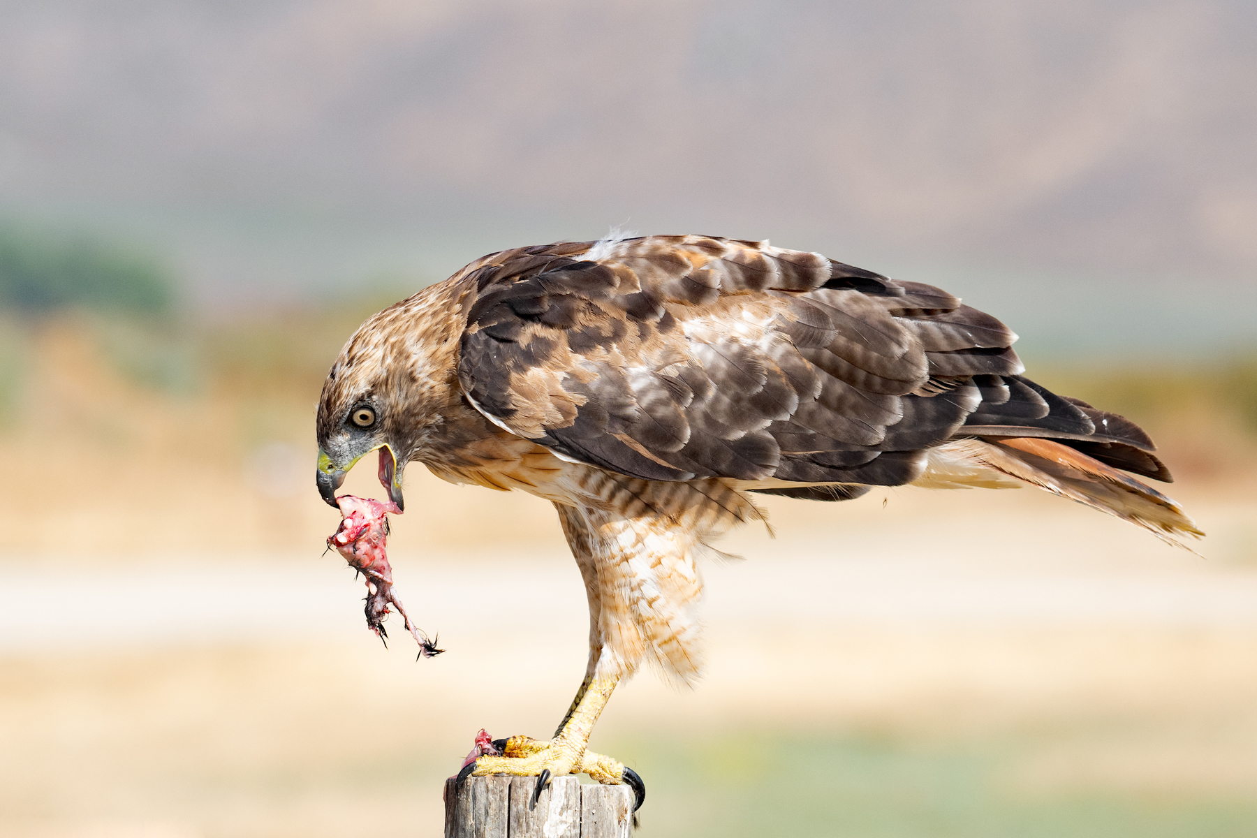 RED TAIL CHOWS DOWN _DSC6474.jpg