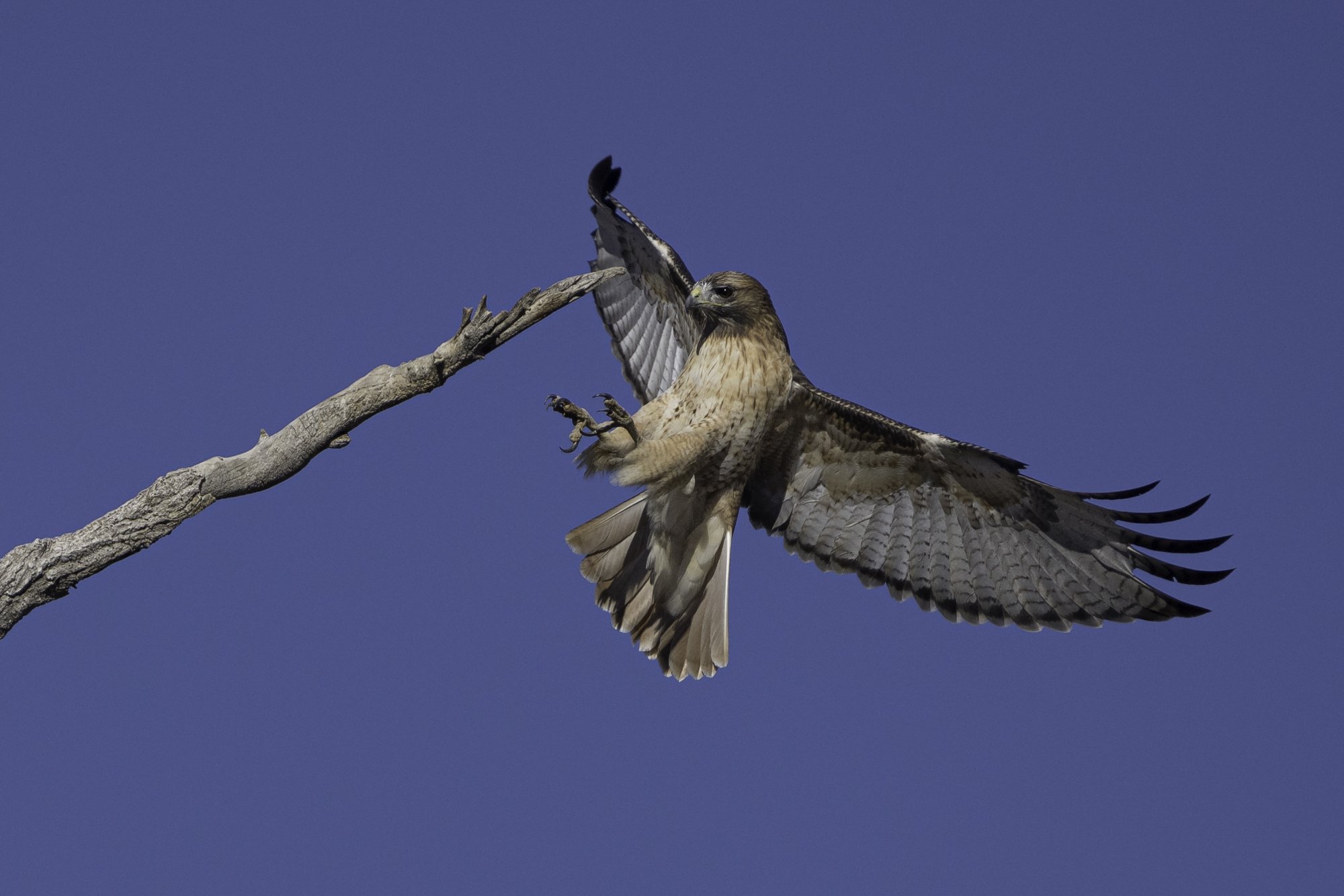 Red-tail landing hygene rd 20211202.jpg