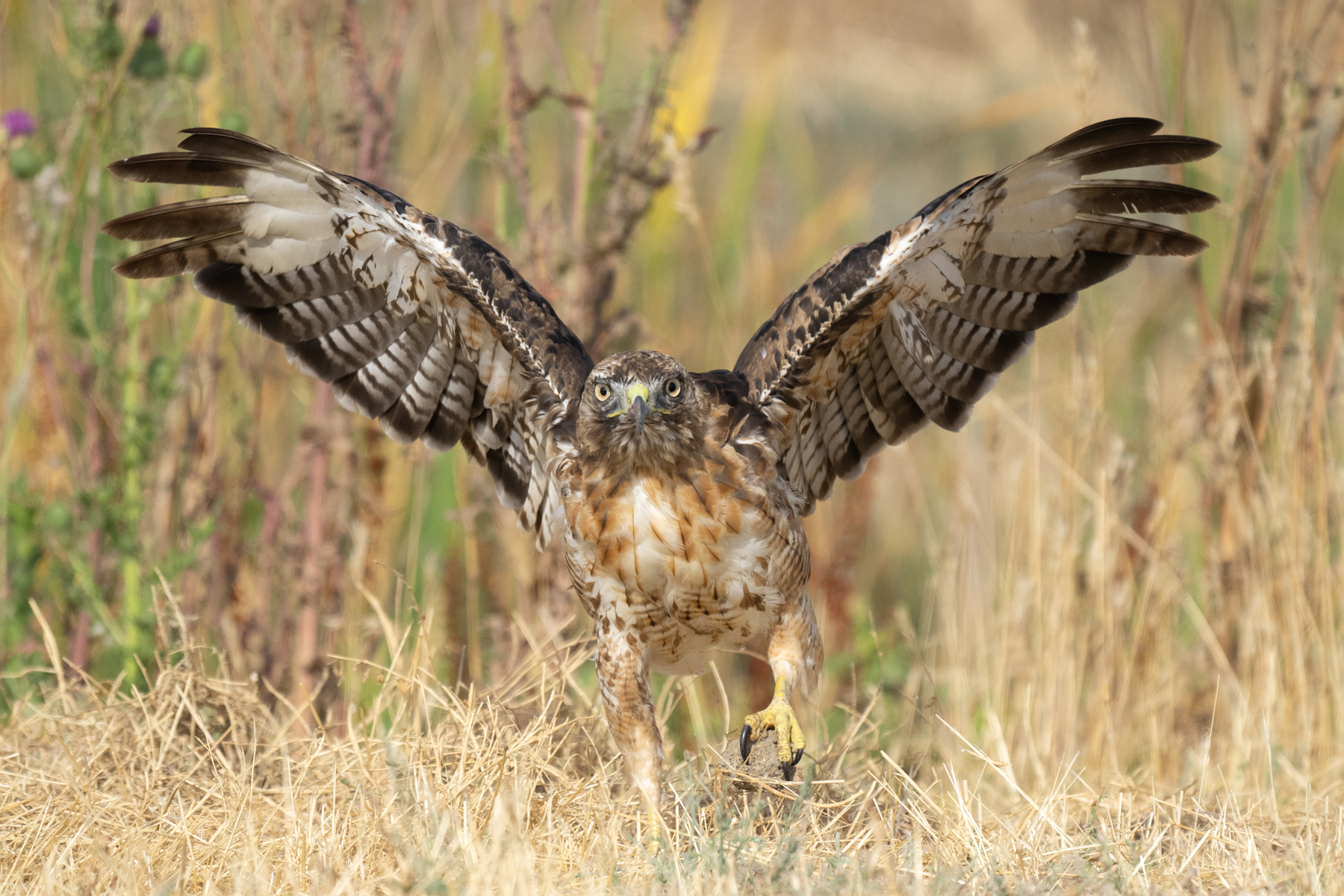 RED TAIL SPREADS ITS WINGS backcountry gallery _DSC4944.jpg