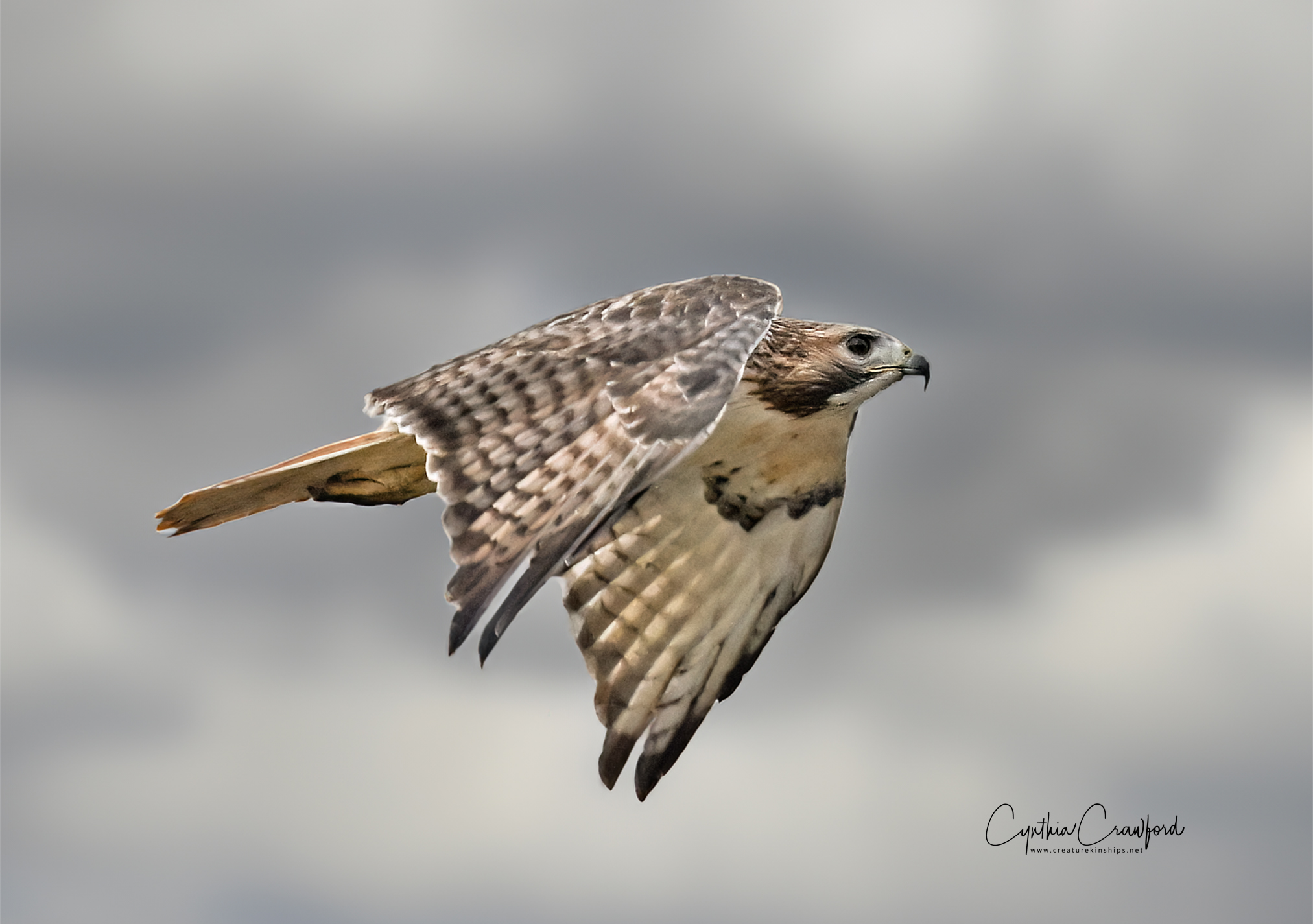 red-tailed.hawk.gen.bg_DSC0605.jpg