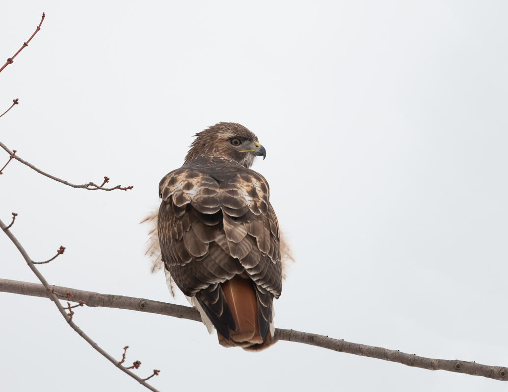 red tailed hawk high key sized.jpg