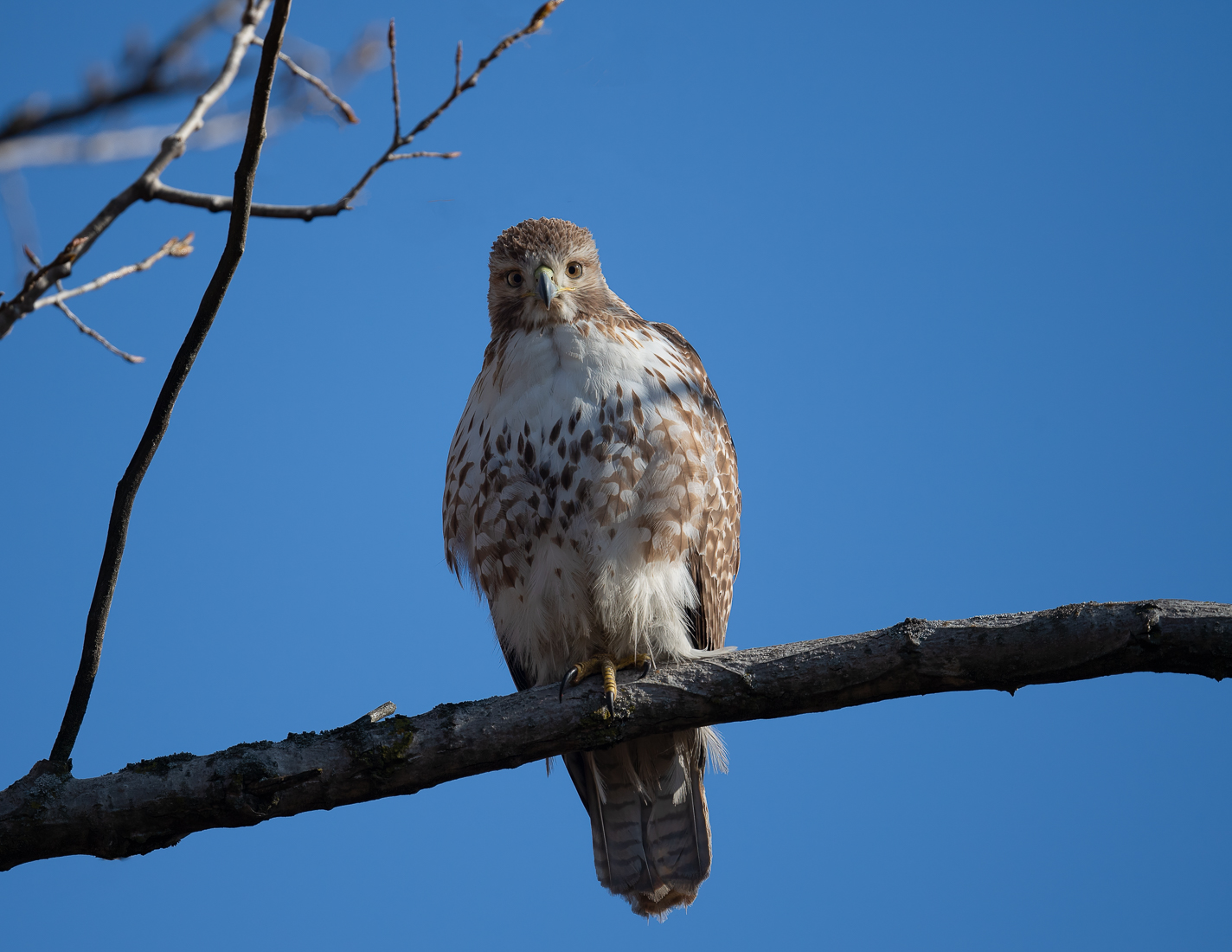 red tailed hawk immature perched sized.jpg