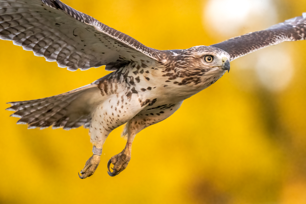 red-tailed hawk in flight-2.jpg